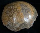 Polished Fossil Coral Head - Morocco #8842-1